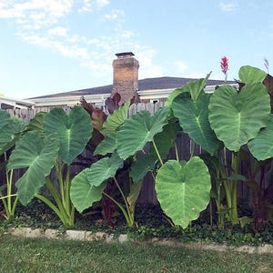 Bulbo de oreja de elefante / Colocasia esculenta (1) BULBO VIVO - Tamaño grande (similar al de la imagen)