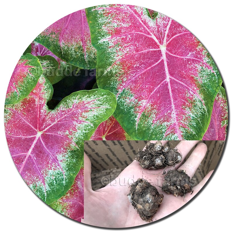 Caladium Bulb 2 4 or 6 Live Bulbs Mix of Colors Assorted Etsy