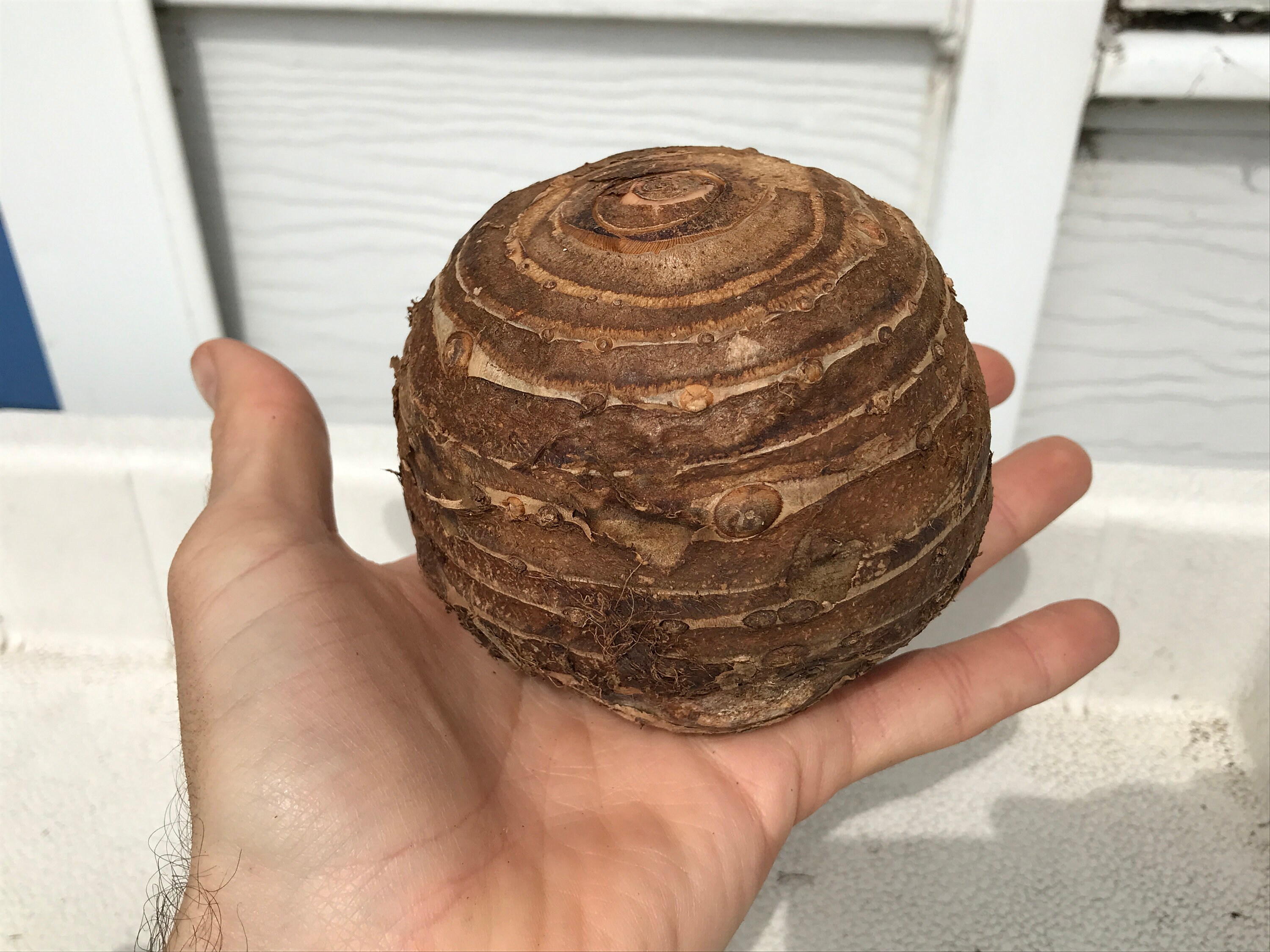 Jumbo Elephant Ear Bulbs Live Bulb Extra Large Biggest Etsy Canada