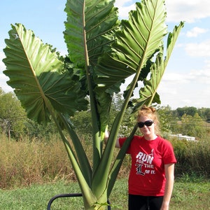 Alocasia Portora 'Upright Elephant Ear' *1 XL Live Bulb* (Portodora, Portadora, Portidora) Extra Large Green Leaf / Tropical Perennial Plant