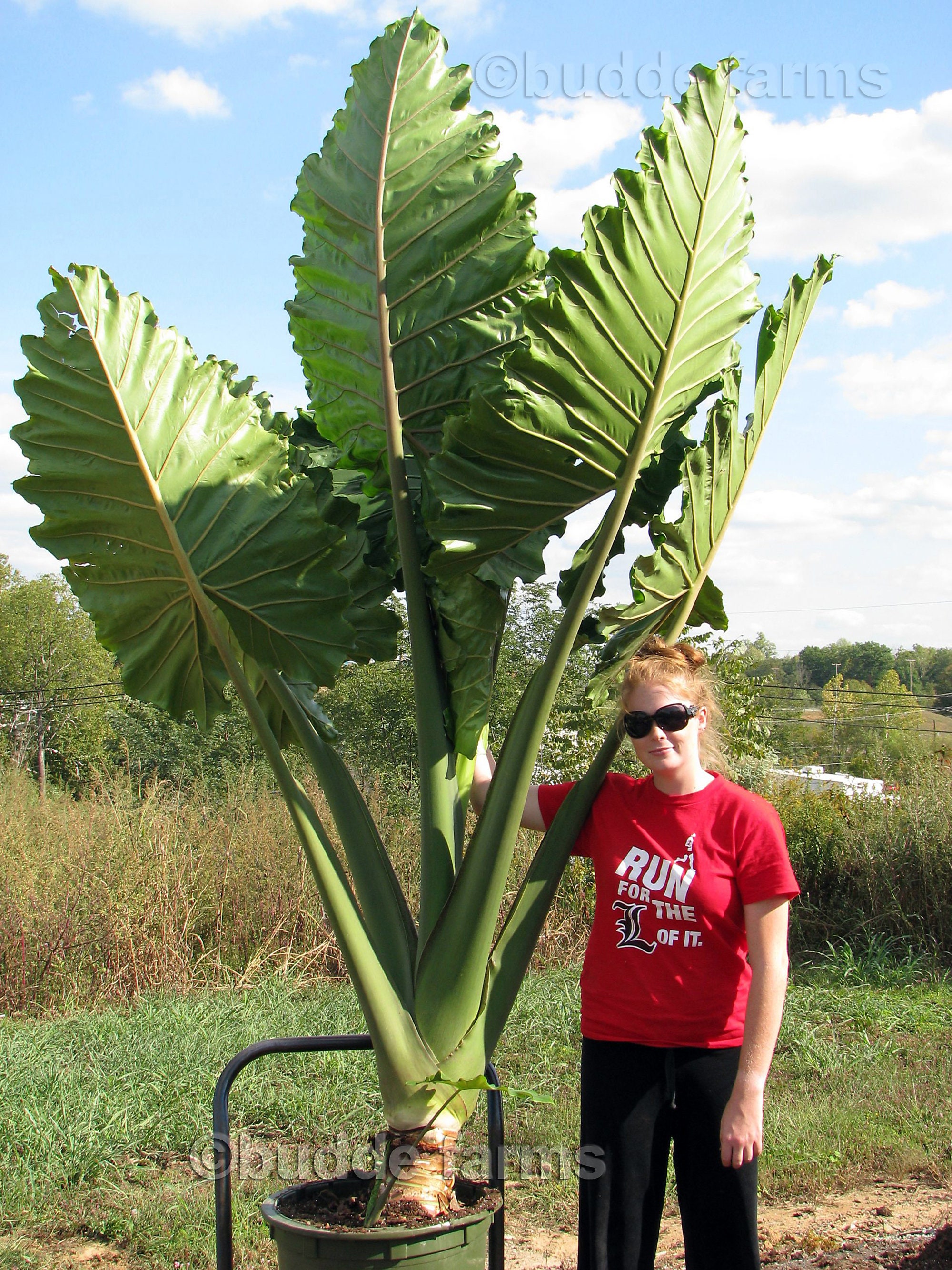 Alocasia Portora Upright Elephant Ear - 1 Large/XL Live Bulb