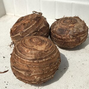Giant Elephant Ear Bulbs - (1) Live Bulb - Tropical Plant Green Leaf - XL [30.00] **SPRING SALE** image 7