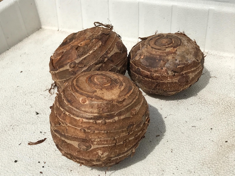 Giant Elephant Ear Bulbs - (1) Live Bulb - Tropical Plant Green Leaf - XL [30.00] **SPRING SALE** image 7