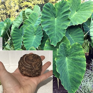 Elephant Ear Bulbs - Colocasia Esculenta [Sm] [Lg] [XL] -SUMMER SALE-