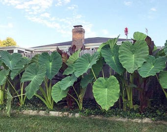 Bulbos de oreja de elefante gigante - (1) Bulbo vivo - Planta tropical de hoja verde - XL [30.00] **OFERTA DE PRIMAVERA**