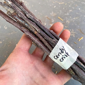 Könnte beinhalten: Ein Bündel dunkelbrauner Apfelbaumstecklinge, gehalten in einer Hand. Ein weißes Etikett, das um die Stecklinge gewickelt ist, trägt in schwarzer Tinte die Aufschrift "Candy crisp". Die Stecklinge sind in verschiedenen Größen und Texturen.