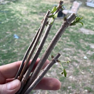エルダーベリーの挿し木用穂木（4本パック）アメリカ産エルダーフルーツ / 在来の多年生植物 / 自給自足と健康上の利点！