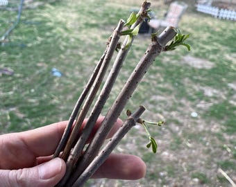 Elderberry Cutting Scion Wood (4-PACK) American Elder Fruit / Native Perennial / Homesteading & Health Benefits!
