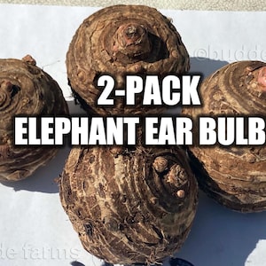Tropical Garden Plants - Elephant Ear Bulb [2 Large Size live bulbs] --2-Pack-- (Lg Med Green Leaf Variety)