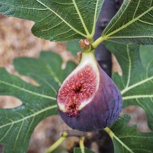 Op de afbeelding: Een close-up van een rijpe vijg, gedeeltelijk doorgesneden om het rode, zaadrijke interieur te onthullen. De vijg heeft een dieppaarse kleur en is bevestigd aan een tak met groene bladeren. De bladeren hebben prominente nerven en een getextureerd oppervlak.