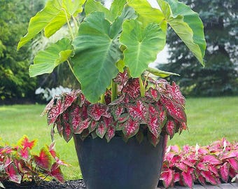 Caladium-Blumenzwiebeln - 2er-Pack groß - gemischte Sorten: rosa/grün/rot/weiß [1 Größe Jumbo-Blatt] Schöne Tropische Pflanze Teilweise Sonne / Schatten