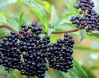 Elderberry Cutting Scion Wood (1 Piece) American Elder Fruit / Native Perennial / Homesteading & Health Benefits!