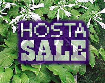 HOSTOR - [10-pack] REA (Barrotade / Gröna blad vita blommor)