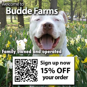 a happy white dog sitting in a field of yellow flowers, with a sign for Budde Farms in the background.