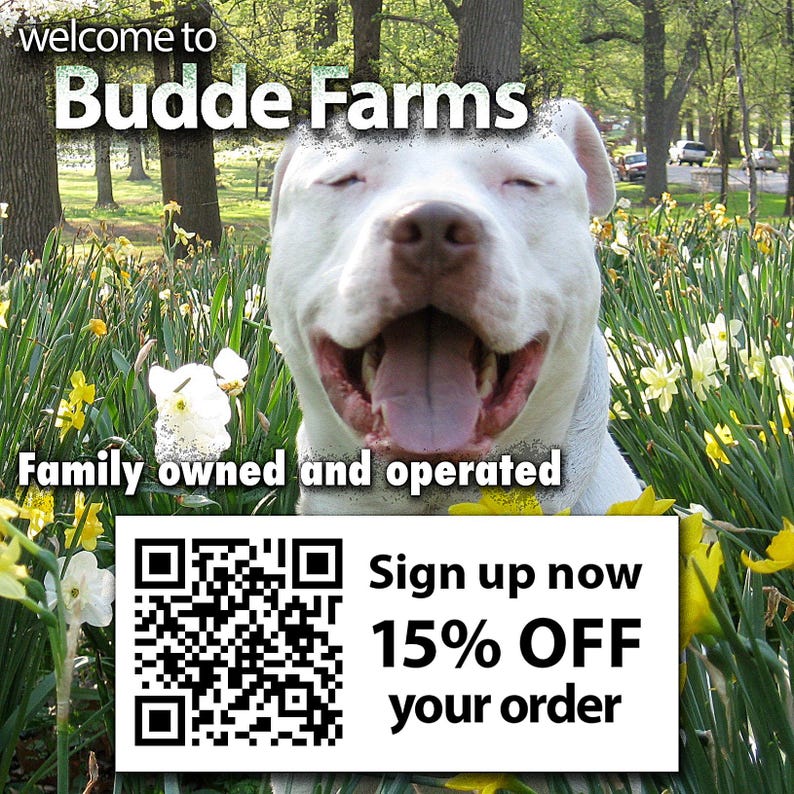 a happy white dog sitting in a field of yellow flowers, with a sign for Budde Farms in the background.