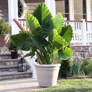 Alocasia Portora 'Upright Elephant Ear' *1 XL Live Bulb* (Portodora, Portadora, Portidora) Large Green Tropical Perennial Plant image 5