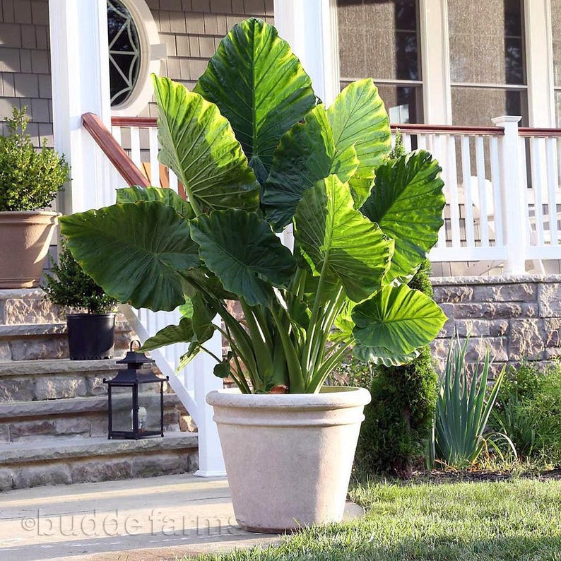 Alocasia Portora 'Upright Elephant Ear' *1 XL Live Bulb* (Portodora, Portadora, Portidora) Large Green Tropical Perennial Plant image 5