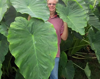 Elephant Ear Bulb