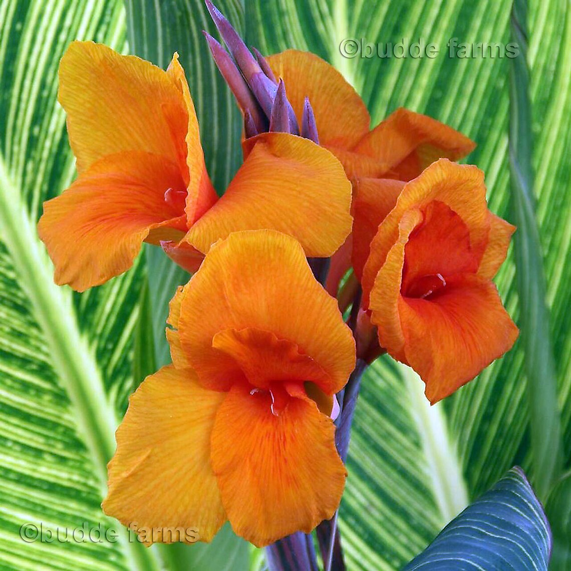 Pretoria Bengal Tiger Premium Canna Lily Bulbs 1 Bulb Large Etsy