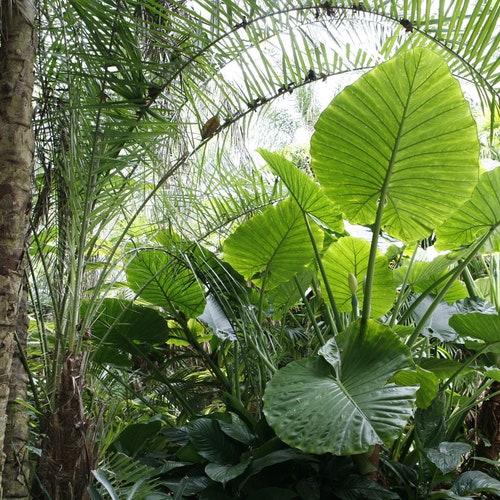 Elephant Ear (Alocasia Portora) – Plantology USA