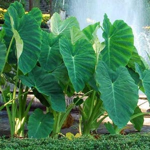Jumbo-oorbellen olifant - levende bol extra groot - grootste maten tropische plant groen blad [XL/GIANT] -Beperkte hoeveelheid- afbeelding 4