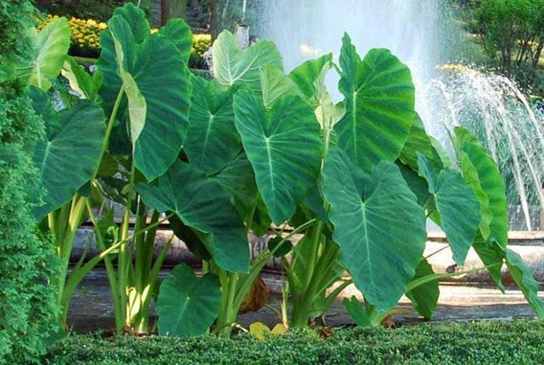 Jumbo-oorbellen olifant - levende bol extra groot - grootste maten tropische plant groen blad [XL/GIANT] -Beperkte hoeveelheid- afbeelding 4