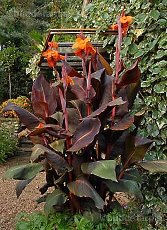 Canna Wyoming Rare Bronze Leaf Orange Flowers 1 Bulb Etsy Australia Canna Wyoming Rare Bronze Leaf Orange Flowers 1 Bulb Etsy Australia