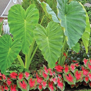 Elephant Ear Bulbs-Green Beautiful Tropical Plant / Taro Kalo Eddo Colocasia Esculenta Gabi (Small)
