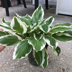 Hostas Green and White Variegated 'Patriot Hosta' or similar variety Bare Root live plant image 9