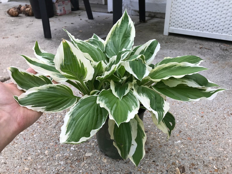 Hostas Green and White Variegated 'Patriot Hosta' or similar variety Bare Root live plant image 9