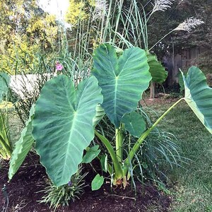 Elephant Ear Bulb - Large Size (~20) image 4