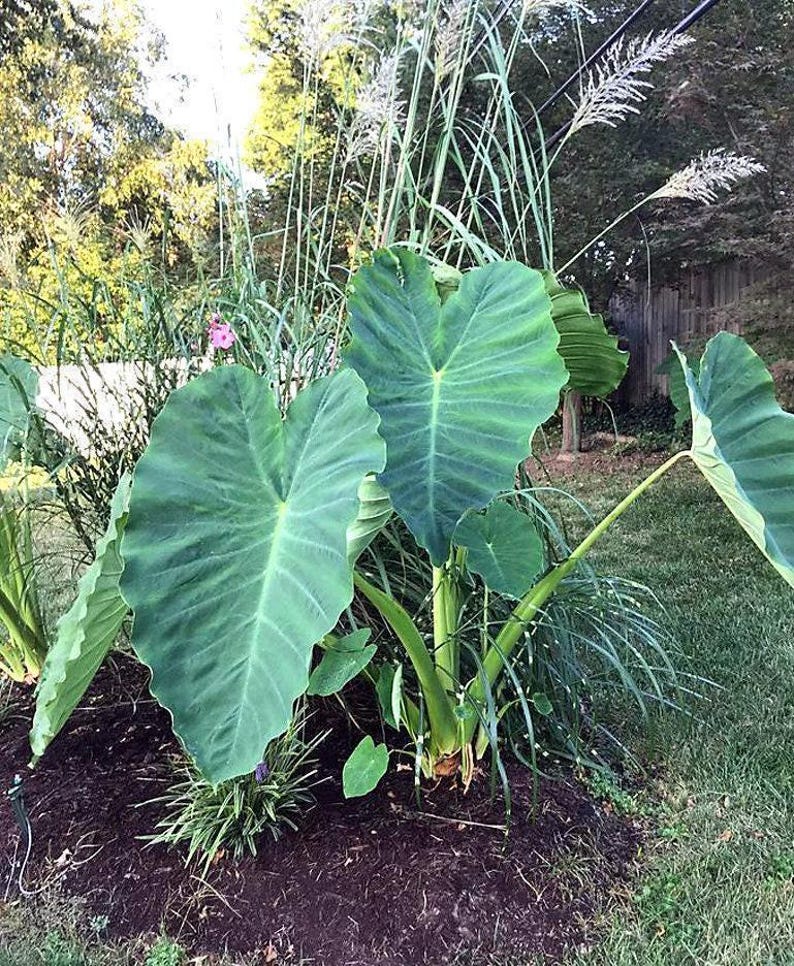 Elephant Ear Bulb - Large Size (~20) image 4