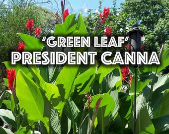 Bulbo de lirio de caña rojo: Planta tropical viva - Variedad President