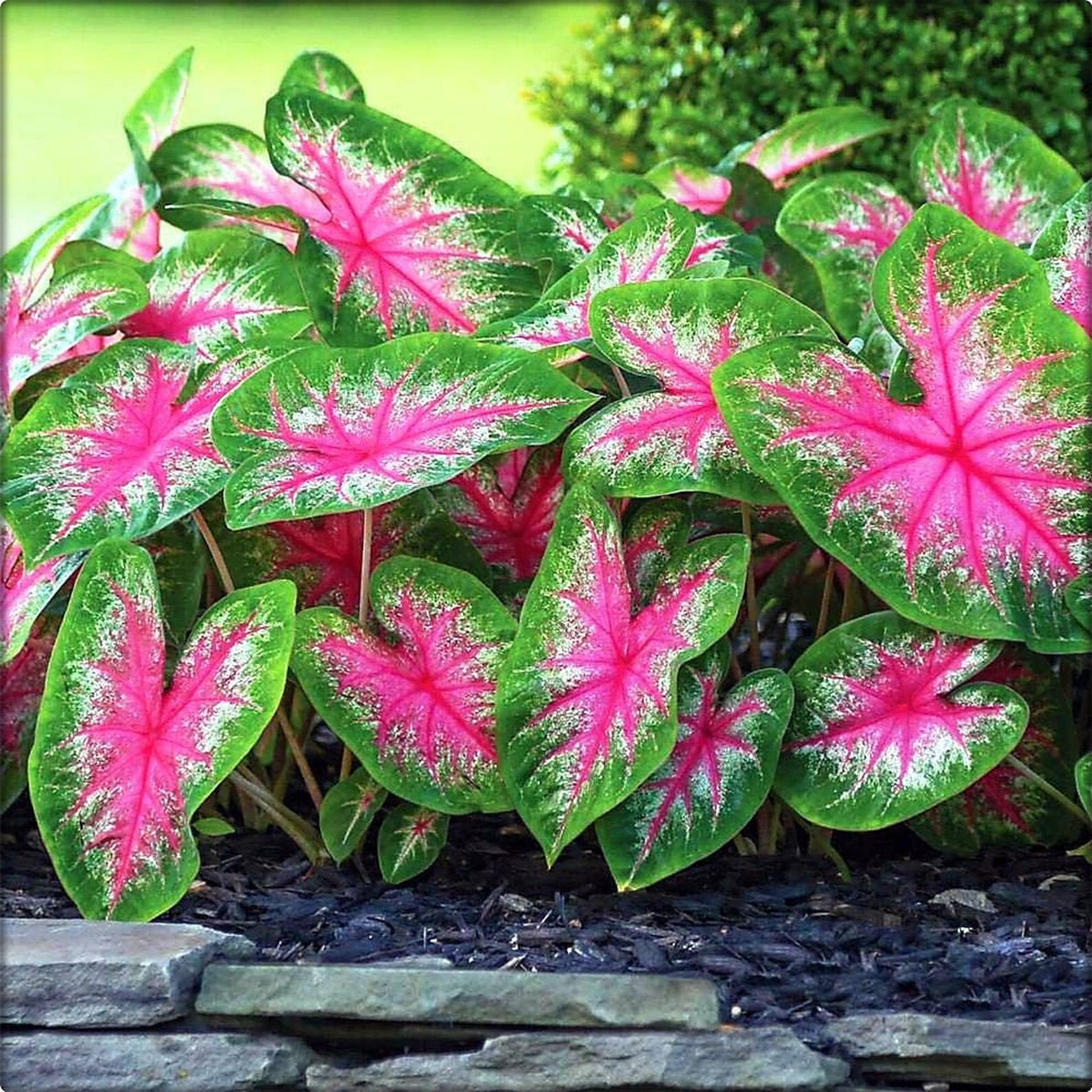 Caladium Bulb 1 Live Bulk Assorted Varieties Red White Etsy