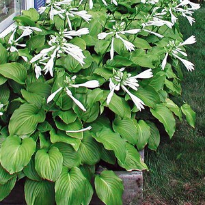 Royal Standard Hosta Pflanze - Grünes Blatt, Weiße Blume (Nackte Wurzel) Bild 4