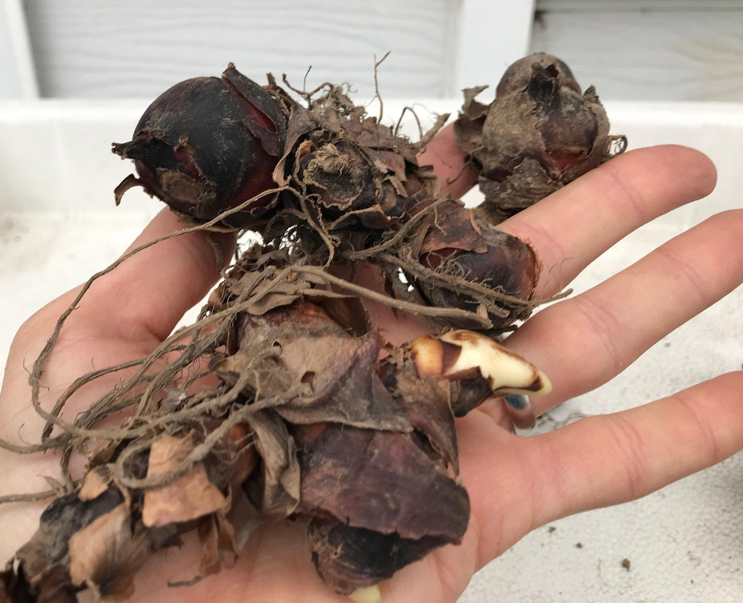 生きたカンナの球根 - エキゾチックな熱帯植物 赤い花 大きな緑の葉