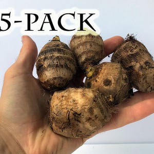 Bulbos de taro oreja de elefante - Planta tropical exótica, hojas verdes grandes (paquete de 5)