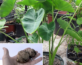 Oreja de elefante (paquete de 3) Pequeña