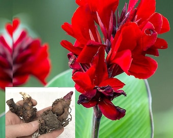 Red Canna Lily Bulb: Exotic Tropical Garden Plant (*Buy 5 get 1 free!)