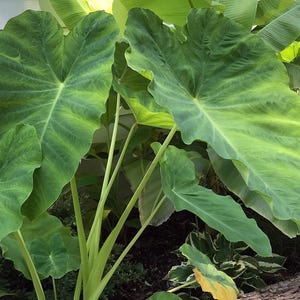 Jumbo-oorbellen olifant - levende bol extra groot - grootste maten tropische plant groen blad [XL/GIANT] -Beperkte hoeveelheid- afbeelding 6