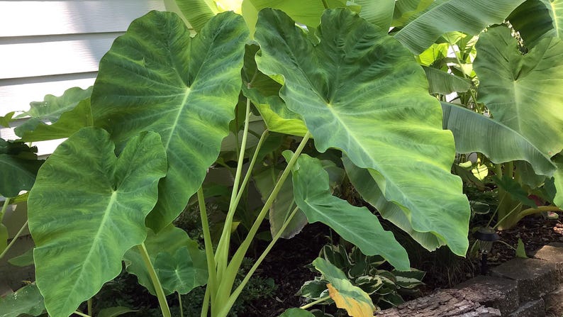 Jumbo-oorbellen olifant - levende bol extra groot - grootste maten tropische plant groen blad [XL/GIANT] -Beperkte hoeveelheid- afbeelding 6