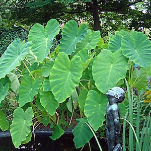Elephant Ear Bulb - Large Size (~20) image 1