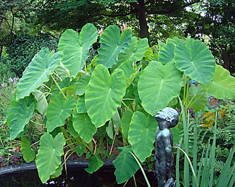 Elephant Ear Bulb - Large Size (~20) image 1