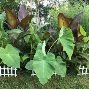 Elephant Ear Bulb - Large Size (~20) image 5