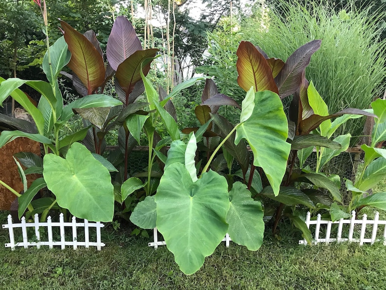 Elephant Ear Bulb - Large Size (~20) image 5