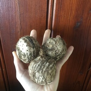 Elephant Ear Bulb - Large Size (~20) image 6