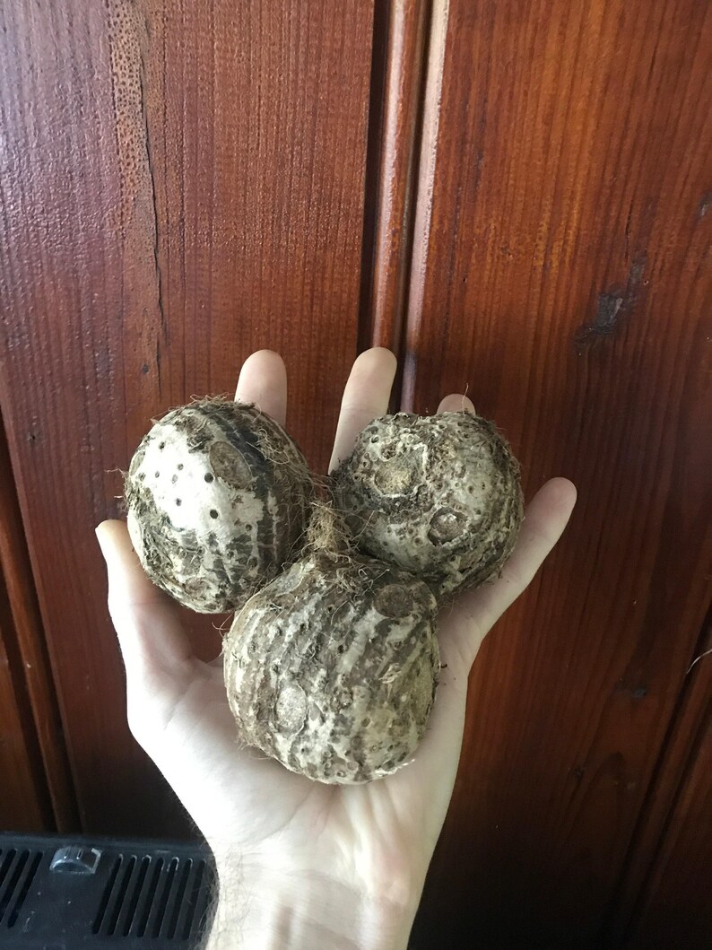 Elephant Ear Bulb - Large Size (~20) image 6