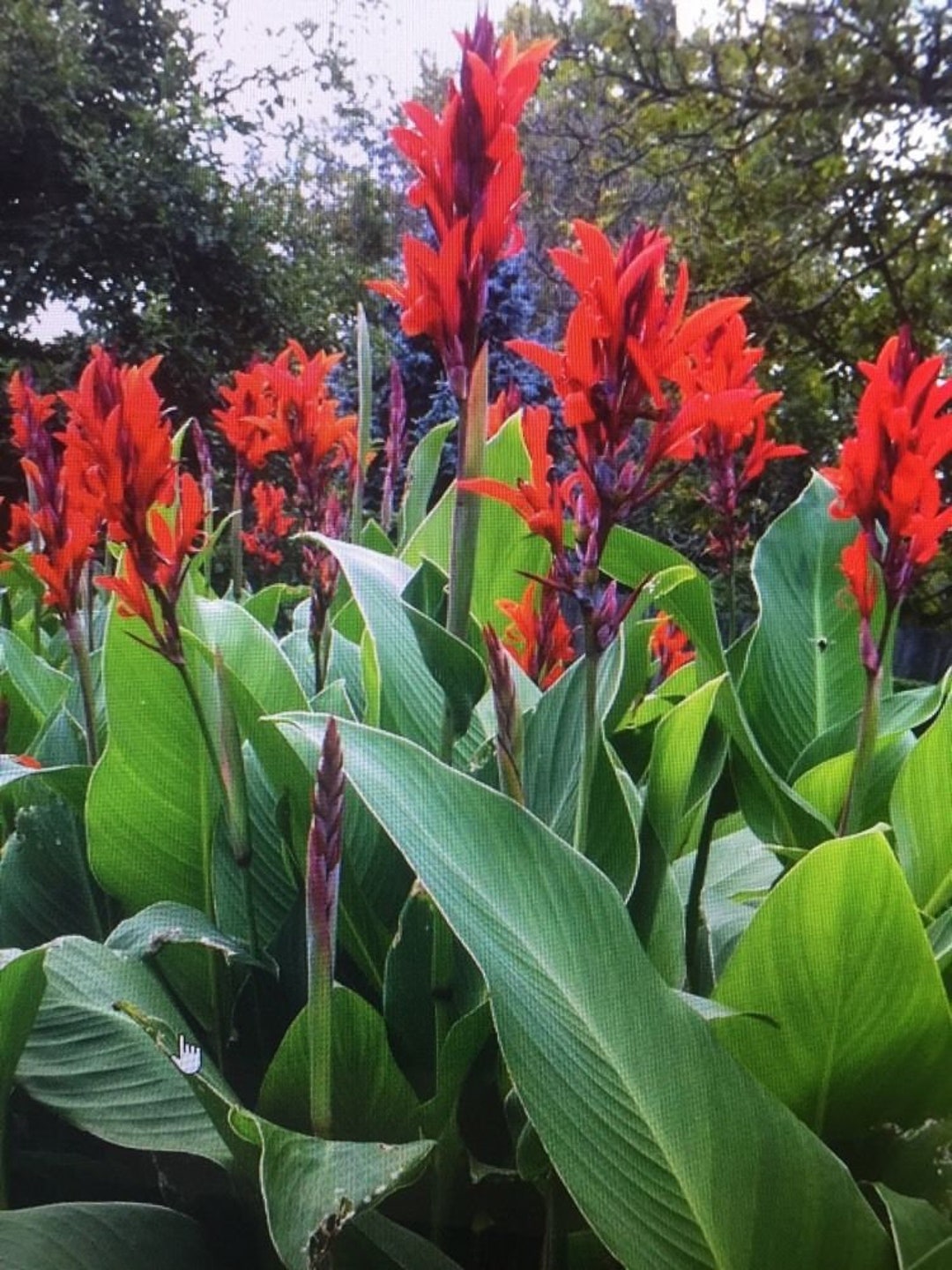 Canna Lily Bulbs Lg XL Extra Large Exotic Tropical Plant Can Get up to 6ft  Tall W. Red Flowers cana Seed Live Bulb Rhizome the President 