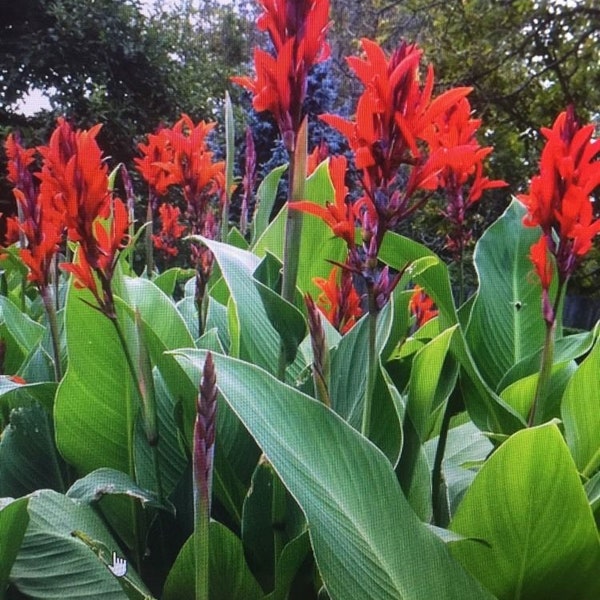 Canna Lily Bulbs - Lg XL Extra Large Exotic Tropical Plant Can get up to 6ft tall w. Red Flowers (cana seed live bulb rhizome the president)