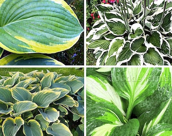 Hostas - (4-Pack) 4 bare root hosta plants - Striped Vareigated